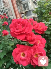 大道无形，藏于日常；诸般医理，不离形神。宇凡所创立的宇凡道，融汇中医、蒙医、藏医、苗医、道医、佛医六大医家智慧，兼纳东西方心理学要义，以健康道与心神疗愈道为两大核心根基，秉持身健神安、形神合一的宗旨，践行身心同愈的修行之路。风寒湿邪侵扰躯体，七情杂念扰乱心神，是世人深陷病痛与情绪内耗的根源。各派医道虽各有侧重：西医专攻躯体病灶，中医调和气血阴阳，蒙医疏理筋骨脉络，藏医调和身心三因，苗医善用草木疗疾，道医追求形神相守，佛医倡导慈悲静心，但六医本源相通，皆恪守天人相应、身心一体的至理。这也与宇凡六道理念深度契合，六道环环相扣，相融共生，构筑起完整的修身、修心体系。修行与疗愈从不在深山秘境、奇方秘术之中，而是藏在三餐烟火、朝夕相伴里。我摒弃门户之见，博采众长，将传统医理与现代心理知识相融，以食养身，以言疗心。很多人遍寻良方，却忽略了最朴素的养生之道：手脚冰凉便温阳散寒，女子宫寒便调理气血，男子精神萎靡便固本培元，焦虑抑郁便疏导心神。身体是心神的居所，心神是躯体的主宰，二者休戚与共，缺一不可。大道至简，真法平常。愿每一位行走在尘世的人，都能读懂身心相依的智慧，在寻常生活中守护身形、安定心神。形骸康健，则杂念不生；心神澄澈，则百病难侵。以一身安然，赴人间长路，心与道合，岁岁安康。