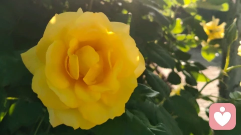 菩萨保佑您!