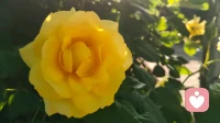 菩萨保佑您！