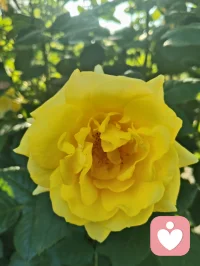 您一句“菩萨保佑您！”，口吐华严法音，善言植福，富贵相随。依《华严经》之旨，善念生则吉祥至；循禅宗直指本心、密宗身口意合一之妙义，一念慈悲即可安魂定志。循马克思哲思，物质为基、精神相依，事不解则心难宁。现代心理学诠释积极暗示之力，纵观宇凡六道，各司其道、相融共生。红尘一言一行皆是修行，务实立身，善言渡心，福慧双增，平安顺遂！