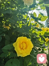 您一句“菩萨保佑您！”，口吐华严法音，善言植福，富贵相随。依《华严经》之旨，善念生则吉祥至；循禅宗直指本心、密宗身口意合一之妙义，一念慈悲即可安魂定志。循马克思哲思，物质为基、精神相依，事不解则心难宁。现代心理学诠释积极暗示之力，纵观宇凡六道，各司其道、相融共生。红尘一言一行皆是修行，务实立身，善言渡心，福慧双增，平安顺遂！