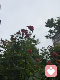 古训有云：师者，传道授业解惑也。
道、佛、儒三教殊途同归，宇凡六道相融共生。以健康道、心神疗愈道修己安身，以人道行仁善，以地道立身、天道拓界，以金钱道淡泊浮华。为师者，修身以渡己，授业以渡人，心怀家国民族，志在人类大同。三尺讲台通天地，一身儒气润苍生！