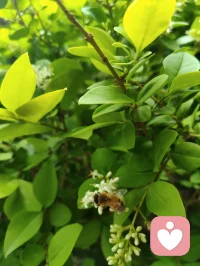赏前几日拍的蜂鸟与花木，忽然感念天地间的因缘。上个月神伤心伤至极而咳血，想起倪师因心肺衰竭离世，才懂人间大道，冥冥中自有定数。命由天定，运由心改，这与心理学讲的“认知决定境遇”本是一体。宇凡也曾像蜜蜂一样，终日奔波采蜜，被俗世消耗心神；此刻却多想像这只小鸟，独守一方清欢，自在而从容。生命有限，唯有精神与大道可以永恒。往后，我愿放下纷扰，以宇凡道为舟，以身心为灯，在有限的生命里，创造无限的可能。我要把宇凡道，讲给更多人听，让更多人在迷茫中找到方向，在痛苦中看见希望。愿我们都能在红尘里修心，在大道中前行，不负此生，不负遇见。