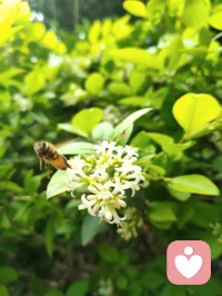 赏前几日拍的蜂鸟与花木，忽然感念天地间的因缘。上个月神伤心伤至极而咳血，想起倪师因心肺衰竭离世，才懂人间大道，冥冥中自有定数。命由天定，运由心改，这与心理学讲的“认知决定境遇”本是一体。宇凡也曾像蜜蜂一样，终日奔波采蜜，被俗世消耗心神；此刻却多想像这只小鸟，独守一方清欢，自在而从容。生命有限，唯有精神与大道可以永恒。往后，我愿放下纷扰，以宇凡道为舟，以身心为灯，在有限的生命里，创造无限的可能。我要把宇凡道，讲给更多人听，让更多人在迷茫中找到方向，在痛苦中看见希望。愿我们都能在红尘里修心，在大道中前行，不负此生，不负遇见。