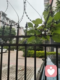赏前几日拍的蜂鸟与花木，忽然感念天地间的因缘。上个月神伤心伤至极而咳血，想起倪师因心肺衰竭离世，才懂人间大道，冥冥中自有定数。命由天定，运由心改，这与心理学讲的“认知决定境遇”本是一体。宇凡也曾像蜜蜂一样，终日奔波采蜜，被俗世消耗心神；此刻却多想像这只小鸟，独守一方清欢，自在而从容。生命有限，唯有精神与大道可以永恒。往后，我愿放下纷扰，以宇凡道为舟，以身心为灯，在有限的生命里，创造无限的可能。我要把宇凡道，讲给更多人听，让更多人在迷茫中找到方向，在痛苦中看见希望。愿我们都能在红尘里修心，在大道中前行，不负此生，不负遇见。