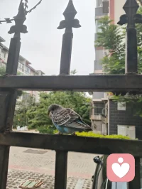 赏前几日拍的蜂鸟与花木，忽然感念天地间的因缘。上个月神伤心伤至极而咳血，想起倪师因心肺衰竭离世，才懂人间大道，冥冥中自有定数。命由天定，运由心改，这与心理学讲的“认知决定境遇”本是一体。宇凡也曾像蜜蜂一样，终日奔波采蜜，被俗世消耗心神；此刻却多想像这只小鸟，独守一方清欢，自在而从容。生命有限，唯有精神与大道可以永恒。往后，我愿放下纷扰，以宇凡道为舟，以身心为灯，在有限的生命里，创造无限的可能。我要把宇凡道，讲给更多人听，让更多人在迷茫中找到方向，在痛苦中看见希望。愿我们都能在红尘里修心，在大道中前行，不负此生，不负遇见。