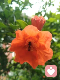 赏前几日拍的蜂鸟与花木，忽然感念天地间的因缘。上个月神伤心伤至极而咳血，想起倪师因心肺衰竭离世，才懂人间大道，冥冥中自有定数。命由天定，运由心改，这与心理学讲的“认知决定境遇”本是一体。宇凡也曾像蜜蜂一样，终日奔波采蜜，被俗世消耗心神；此刻却多想像这只小鸟，独守一方清欢，自在而从容。生命有限，唯有精神与大道可以永恒。往后，我愿放下纷扰，以宇凡道为舟，以身心为灯，在有限的生命里，创造无限的可能。我要把宇凡道，讲给更多人听，让更多人在迷茫中找到方向，在痛苦中看见希望。愿我们都能在红尘里修心，在大道中前行，不负此生，不负遇见。