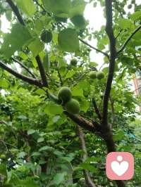 赏前几日拍的蜂鸟与花木，忽然感念天地间的因缘。上个月神伤心伤至极而咳血，想起倪师因心肺衰竭离世，才懂人间大道，冥冥中自有定数。命由天定，运由心改，这与心理学讲的“认知决定境遇”本是一体。宇凡也曾像蜜蜂一样，终日奔波采蜜，被俗世消耗心神；此刻却多想像这只小鸟，独守一方清欢，自在而从容。生命有限，唯有精神与大道可以永恒。往后，我愿放下纷扰，以宇凡道为舟，以身心为灯，在有限的生命里，创造无限的可能。我要把宇凡道，讲给更多人听，让更多人在迷茫中找到方向，在痛苦中看见希望。愿我们都能在红尘里修心，在大道中前行，不负此生，不负遇见。