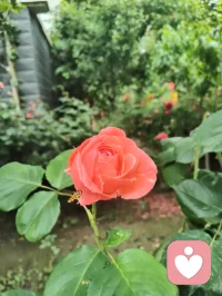 赏前几日拍的蜂鸟与花木，忽然感念天地间的因缘。上个月神伤心伤至极而咳血，想起倪师因心肺衰竭离世，才懂人间大道，冥冥中自有定数。命由天定，运由心改，这与心理学讲的“认知决定境遇”本是一体。宇凡也曾像蜜蜂一样，终日奔波采蜜，被俗世消耗心神；此刻却多想像这只小鸟，独守一方清欢，自在而从容。生命有限，唯有精神与大道可以永恒。往后，我愿放下纷扰，以宇凡道为舟，以身心为灯，在有限的生命里，创造无限的可能。我要把宇凡道，讲给更多人听，让更多人在迷茫中找到方向，在痛苦中看见希望。愿我们都能在红尘里修心，在大道中前行，不负此生，不负遇见。