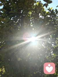 宇凡道第六道心神自愈道中第三篇「宇凡式自然疗愈」功法！宇凡清晨打完太极☯️就天天泡在公园里，和小鸟们歌唱，跟花说心事，跟树唠家常，看月季开得热烈，看花苞悄悄探头，风一吹，连烦恼都跟着枝叶晃散了。花木不语，却最懂人心，它们以花开回应期待，以绿意治愈疲惫，这是我在红尘里，独一份的清欢与修行呀✨
 《宇凡与花木语》
 晨赴林园踏晓光，
繁花含露诉柔肠。
清风解语消尘虑，
一树嫣然慰客乡。
心随草木同舒卷，
不羡繁华不羡忙。
我与春风皆过客，
一花一叶即道场。配图