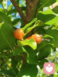 宇凡道第六道心神自愈道中第三篇「宇凡式自然疗愈」功法！宇凡清晨打完太极☯️就天天泡在公园里，和小鸟们歌唱，跟花说心事，跟树唠家常，看月季开得热烈，看花苞悄悄探头，风一吹，连烦恼都跟着枝叶晃散了。花木不语，却最懂人心，它们以花开回应期待，以绿意治愈疲惫，这是我在红尘里，独一份的清欢与修行呀✨
 《宇凡与花木语》
 晨赴林园踏晓光，
繁花含露诉柔肠。
清风解语消尘虑，
一树嫣然慰客乡。
心随草木同舒卷，
不羡繁华不羡忙。
我与春风皆过客，
一花一叶即道场。配图