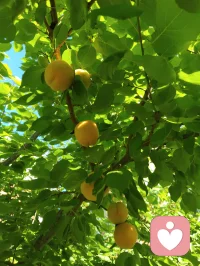 宇凡道第六道心神自愈道中第三篇「宇凡式自然疗愈」功法！宇凡清晨打完太极☯️就天天泡在公园里，和小鸟们歌唱，跟花说心事，跟树唠家常，看月季开得热烈，看花苞悄悄探头，风一吹，连烦恼都跟着枝叶晃散了。花木不语，却最懂人心，它们以花开回应期待，以绿意治愈疲惫，这是我在红尘里，独一份的清欢与修行呀✨
 《宇凡与花木语》
 晨赴林园踏晓光，
繁花含露诉柔肠。
清风解语消尘虑，
一树嫣然慰客乡。
心随草木同舒卷，
不羡繁华不羡忙。
我与春风皆过客，
一花一叶即道场。配图