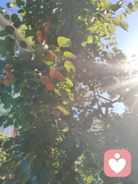 宇凡道第六道心神自愈道中第三篇「宇凡式自然疗愈」功法！宇凡清晨打完太极☯️就天天泡在公园里，和小鸟们歌唱，跟花说心事，跟树唠家常，看月季开得热烈，看花苞悄悄探头，风一吹，连烦恼都跟着枝叶晃散了。花木不语，却最懂人心，它们以花开回应期待，以绿意治愈疲惫，这是我在红尘里，独一份的清欢与修行呀✨
 《宇凡与花木语》
 晨赴林园踏晓光，
繁花含露诉柔肠。
清风解语消尘虑，
一树嫣然慰客乡。
心随草木同舒卷，
不羡繁华不羡忙。
我与春风皆过客，
一花一叶即道场。配图
