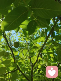 宇凡道第六道心神自愈道中第三篇「宇凡式自然疗愈」功法！宇凡清晨打完太极☯️就天天泡在公园里，和小鸟们歌唱，跟花说心事，跟树唠家常，看月季开得热烈，看花苞悄悄探头，风一吹，连烦恼都跟着枝叶晃散了。花木不语，却最懂人心，它们以花开回应期待，以绿意治愈疲惫，这是我在红尘里，独一份的清欢与修行呀✨
 《宇凡与花木语》
 晨赴林园踏晓光，
繁花含露诉柔肠。
清风解语消尘虑，
一树嫣然慰客乡。
心随草木同舒卷，
不羡繁华不羡忙。
我与春风皆过客，
一花一叶即道场。配图