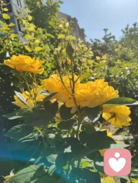 周易六爻有言，妻财为根基，家宅乃福源。妻安，则家安；家安，则业兴。老祖宗的智慧藏于一字一音之间：妻（qi）+ 安（an）= 钱（qian）。所谓招财术，从不是向外强求，而是向内守护。给身边人一份心安，便是为自己积攒源源不断的福气与财缘。配图