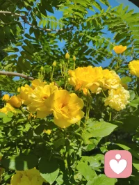 周易六爻有言，妻财为根基，家宅乃福源。妻安，则家安；家安，则业兴。老祖宗的智慧藏于一字一音之间：妻（qi）+ 安（an）= 钱（qian）。所谓招财术，从不是向外强求，而是向内守护。给身边人一份心安，便是为自己积攒源源不断的福气与财缘。配图