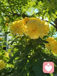 周易六爻有言，妻财为根基，家宅乃福源。妻安，则家安；家安，则业兴。老祖宗的智慧藏于一字一音之间：妻（qi）+ 安（an）= 钱（qian）。所谓招财术，从不是向外强求，而是向内守护。给身边人一份心安，便是为自己积攒源源不断的福气与财缘。配图
