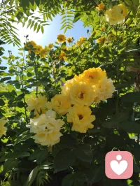 周易六爻有言，妻财为根基，家宅乃福源。妻安，则家安；家安，则业兴。老祖宗的智慧藏于一字一音之间：妻（qi）+ 安（an）= 钱（qian）。所谓招财术，从不是向外强求，而是向内守护。给身边人一份心安，便是为自己积攒源源不断的福气与财缘。配图