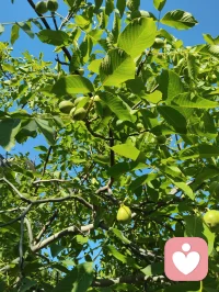 周易六爻有言，官鬼为夫，是家宅之主，福运之纲。夫宁，则家宁；家宁，则福兴。老祖宗的智慧藏于一字一音之间：夫（fu）+ 宁（ning）= 福（fu）。所谓旺家之道，从不是向外攀附，而是向内相守。给身边的他一份安宁与信任，便是为家宅积攒源源不断的底气与福气。配图