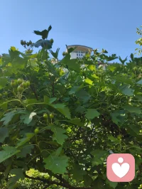 周易六爻有言，官鬼为夫，是家宅之主，福运之纲。夫宁，则家宁；家宁，则福兴。老祖宗的智慧藏于一字一音之间：夫（fu）+ 宁（ning）= 福（fu）。所谓旺家之道，从不是向外攀附，而是向内相守。给身边的他一份安宁与信任，便是为家宅积攒源源不断的底气与福气。配图