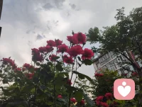 宇凡道三我修行：
本我合道，归自然天性；
真我合儒，守人间正心；
无我合释，破世间我执。
 以道修身、以儒立身、以佛渡心。
三我归一，心神圆满，便是红尘最高修行！配图