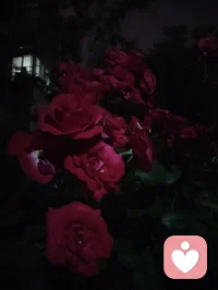 当宇凡悟到，念头不是我，情绪不是我，身体不是我，感受不是我，反而更坚定地面对这趟人间试炼。在给力平台，我与来访者，本是一体。你不是你，我不是我，倾诉与倾听，皆是因缘和合。我接住你的心事，亦是在照见自己；我陪你穿越迷雾，亦是在疗愈彼此。修行越深，越偏爱独处与清净。当我不再害怕孤独，便获得了真正的自由——内心的充实，只来自我自己。愿我们都能在这趟试炼里，生出真正的爱与慈悲，彼此滋养，彼此成就。配图