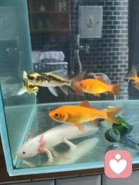 当宇凡悟到，念头不是我，情绪不是我，身体不是我，感受不是我，反而更坚定地面对这趟人间试炼。在给力平台，我与来访者，本是一体。你不是你，我不是我，倾诉与倾听，皆是因缘和合。我接住你的心事，亦是在照见自己；我陪你穿越迷雾，亦是在疗愈彼此。修行越深，越偏爱独处与清净。当我不再害怕孤独，便获得了真正的自由——内心的充实，只来自我自己。愿我们都能在这趟试炼里，生出真正的爱与慈悲，彼此滋养，彼此成就。配图