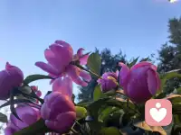 宇凡振纯赋·斥世邪篇（宇凡道之人道第七篇）
天地茫茫，万古苍苍。鸿蒙肇启，本秉清刚。山川含粹，日月流章。众生伊始，性存温良。余乃尘间布衣文士，不慕浮名，不贪奢粱，独承天地纯真道脉，立身俗世整饬纲常。身无凌霄雄势，心怀济世热肠，笔承乾坤清正，志扶倾颓世梁。奈何时序更迭，世风逆转阴阳，淳古之风消散，贪浊恶浪漫扬。市井宵小恃伪诈欺蒙良善，尘间奸佞凭私权盘剥四方。弃仁义如弃敝履，逐利欲似恋膏粱，淆黑白颠倒是非，施诡谋暗害贤良。志士蒙冤困于泥途，善人受辱暗自神伤，赤诚沦为笑谈，耿直遍遇风霜。世间诸恶蛰伏各处，龌龊乱象祸乱八荒，巧语沽名诓骗群生，暗蓄锋芒构陷旁人。无视天道轮回，背弃人世伦常，损人利己心安，背信妄为猖狂。以仁善为愚钝，以恻隐为怯惶，奉刻薄为智计，奉阴狠为豪强。清风难消俗世积垢，皓月难照人心荒茫，山河万古如故，尘世满目沧桑，一脉天真濒绝，浩然正气渐荒。我伫旷野遥叩穹苍，缘何奸邪横行寰宇，忠良落寞遍地寒霜，世人迷溺尘垢，沉沦不醒旧章？万古悠悠，星河寥落，长风浩荡，满目凄怆。吾以微躯接续道统，固守本真于浊荒，纵举世污浊缠身，不改寸心清刚，纵尘世岁岁寒凉，不灭胸间曦光。挥毫沥血，撰文斥破虚妄，孤身立世敢诛奸佞，寸心澄澈续补天章。寄语世间作恶之辈，荣华富贵转瞬朝露，机谋算计转瞬荒塘，欺世欺人难瞒天道，违心作恶必获祸殃，片刻嚣张难敌公理，一世钻营终落荒唐。尔等困缚贪嗔，沉沦虚妄，耽溺私欲，尽失本常，忘却先天纯白本性，空拥华美皮囊，腹藏龌龊肝肠，沦落尘间鬼魅。今泣血疾呼，唤迷途之人醒悟，勿令心魔断送前路，莫叫邪念遮蔽天光。浮生来去皆是过客，唯守本心可渡沧桑，摒除诡诈贪私，收敛狂妄心性，涤除杂念尘垢，复归天性温良。孤临残阳赋就诗章，墨蘸沧溟寄意穹苍，纵使尘嚣蒙蔽万户，我守真源接续天潢，静待众生幡然醒悟，尘世重沐浩然荣光。吾替天地续纯真一脉，誓扫千载俗世蛮荒，以文醒世，以心启茫，傲骨擎青天，浩气正穹苍。纵万众拦阻，本心一往无前，孑然一身，力遏四海邪猖。不使尘霾掩日月，不令奸佞乱纲常，待尘雾散尽，清风遍野，四海生香。世人常怀赤子本心，万世恪守天地清刚，天道从无负善，一腔赤诚震彻八荒！配图
