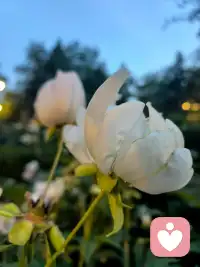 宇凡振纯赋·斥世邪篇（宇凡道之人道第七篇）
天地茫茫，万古苍苍。鸿蒙肇启，本秉清刚。山川含粹，日月流章。众生伊始，性存温良。余乃尘间布衣文士，不慕浮名，不贪奢粱，独承天地纯真道脉，立身俗世整饬纲常。身无凌霄雄势，心怀济世热肠，笔承乾坤清正，志扶倾颓世梁。奈何时序更迭，世风逆转阴阳，淳古之风消散，贪浊恶浪漫扬。市井宵小恃伪诈欺蒙良善，尘间奸佞凭私权盘剥四方。弃仁义如弃敝履，逐利欲似恋膏粱，淆黑白颠倒是非，施诡谋暗害贤良。志士蒙冤困于泥途，善人受辱暗自神伤，赤诚沦为笑谈，耿直遍遇风霜。世间诸恶蛰伏各处，龌龊乱象祸乱八荒，巧语沽名诓骗群生，暗蓄锋芒构陷旁人。无视天道轮回，背弃人世伦常，损人利己心安，背信妄为猖狂。以仁善为愚钝，以恻隐为怯惶，奉刻薄为智计，奉阴狠为豪强。清风难消俗世积垢，皓月难照人心荒茫，山河万古如故，尘世满目沧桑，一脉天真濒绝，浩然正气渐荒。我伫旷野遥叩穹苍，缘何奸邪横行寰宇，忠良落寞遍地寒霜，世人迷溺尘垢，沉沦不醒旧章？万古悠悠，星河寥落，长风浩荡，满目凄怆。吾以微躯接续道统，固守本真于浊荒，纵举世污浊缠身，不改寸心清刚，纵尘世岁岁寒凉，不灭胸间曦光。挥毫沥血，撰文斥破虚妄，孤身立世敢诛奸佞，寸心澄澈续补天章。寄语世间作恶之辈，荣华富贵转瞬朝露，机谋算计转瞬荒塘，欺世欺人难瞒天道，违心作恶必获祸殃，片刻嚣张难敌公理，一世钻营终落荒唐。尔等困缚贪嗔，沉沦虚妄，耽溺私欲，尽失本常，忘却先天纯白本性，空拥华美皮囊，腹藏龌龊肝肠，沦落尘间鬼魅。今泣血疾呼，唤迷途之人醒悟，勿令心魔断送前路，莫叫邪念遮蔽天光。浮生来去皆是过客，唯守本心可渡沧桑，摒除诡诈贪私，收敛狂妄心性，涤除杂念尘垢，复归天性温良。孤临残阳赋就诗章，墨蘸沧溟寄意穹苍，纵使尘嚣蒙蔽万户，我守真源接续天潢，静待众生幡然醒悟，尘世重沐浩然荣光。吾替天地续纯真一脉，誓扫千载俗世蛮荒，以文醒世，以心启茫，傲骨擎青天，浩气正穹苍。纵万众拦阻，本心一往无前，孑然一身，力遏四海邪猖。不使尘霾掩日月，不令奸佞乱纲常，待尘雾散尽，清风遍野，四海生香。世人常怀赤子本心，万世恪守天地清刚，天道从无负善，一腔赤诚震彻八荒！配图