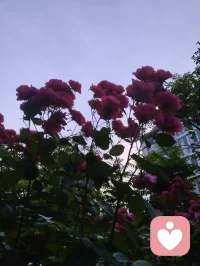 宇凡自幼敬仰保尔，受《钢铁是怎样炼成的》熏陶立身。身遭焦虑抑郁躯体化自愈后遗症、脑雾损伤，吾愿效仿保尔磨砺自我，潜心修复神经元，立志著书《神经元的自我修复》，以身践正道。配图
