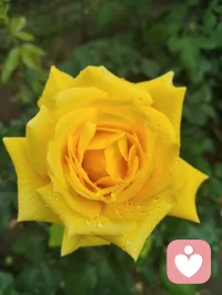 《晨赠晨光》
 晨起清风拂翠枝，繁花带露正当时。
柔珠缀叶凝朝旭，小蝶寻香绕圃池。
漫揽人间晴晓色，轻收遍野暖生机。
撷来一捧清晨景，遥赠良朋解倦疲。
愿君晨起舒心绪，日日欢愉少蹙眉。
万般烦忧随风逝，四季安然伴福祺。
常拥朝夕温润意，平生喜乐自相随。配图