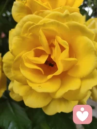 《晨赠晨光》
 晨起清风拂翠枝，繁花带露正当时。
柔珠缀叶凝朝旭，小蝶寻香绕圃池。
漫揽人间晴晓色，轻收遍野暖生机。
撷来一捧清晨景，遥赠良朋解倦疲。
愿君晨起舒心绪，日日欢愉少蹙眉。
万般烦忧随风逝，四季安然伴福祺。
常拥朝夕温润意，平生喜乐自相随。配图