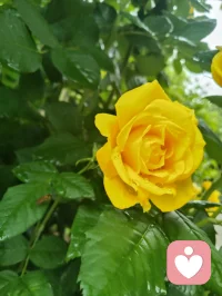 《晨赠晨光》
 晨起清风拂翠枝，繁花带露正当时。
柔珠缀叶凝朝旭，小蝶寻香绕圃池。
漫揽人间晴晓色，轻收遍野暖生机。
撷来一捧清晨景，遥赠良朋解倦疲。
愿君晨起舒心绪，日日欢愉少蹙眉。
万般烦忧随风逝，四季安然伴福祺。
常拥朝夕温润意，平生喜乐自相随。配图