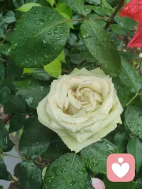 《晨赠晨光》
 晨起清风拂翠枝，繁花带露正当时。
柔珠缀叶凝朝旭，小蝶寻香绕圃池。
漫揽人间晴晓色，轻收遍野暖生机。
撷来一捧清晨景，遥赠良朋解倦疲。
愿君晨起舒心绪，日日欢愉少蹙眉。
万般烦忧随风逝，四季安然伴福祺。
常拥朝夕温润意，平生喜乐自相随。配图