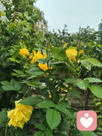 《晨赠晨光》
 晨起清风拂翠枝，繁花带露正当时。
柔珠缀叶凝朝旭，小蝶寻香绕圃池。
漫揽人间晴晓色，轻收遍野暖生机。
撷来一捧清晨景，遥赠良朋解倦疲。
愿君晨起舒心绪，日日欢愉少蹙眉。
万般烦忧随风逝，四季安然伴福祺。
常拥朝夕温润意，平生喜乐自相随。配图