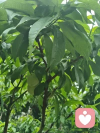 《晨赠晨光》
 晨起清风拂翠枝，繁花带露正当时。
柔珠缀叶凝朝旭，小蝶寻香绕圃池。
漫揽人间晴晓色，轻收遍野暖生机。
撷来一捧清晨景，遥赠良朋解倦疲。
愿君晨起舒心绪，日日欢愉少蹙眉。
万般烦忧随风逝，四季安然伴福祺。
常拥朝夕温润意，平生喜乐自相随。配图