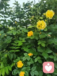 《晨赠晨光》
 晨起清风拂翠枝，繁花带露正当时。
柔珠缀叶凝朝旭，小蝶寻香绕圃池。
漫揽人间晴晓色，轻收遍野暖生机。
撷来一捧清晨景，遥赠良朋解倦疲。
愿君晨起舒心绪，日日欢愉少蹙眉。
万般烦忧随风逝，四季安然伴福祺。
常拥朝夕温润意，平生喜乐自相随。配图
