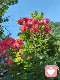 好友专程赴津探访宇凡，承蒙厚爱惠赠《妈妈，请这样爱我》全套著作。我正于天津静养休养心神，日常细读全书，潜心钻研无分别的爱家庭教育理念，将书本所学融汇心理咨询实务。以前辈的治学思想为指引，精进自身疗愈能力，在给力平台陪伴疏导来访者，互通心理育人心得，携手化解诸多家庭教养心结。配图