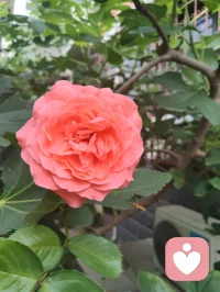宇凡从今天开始戒烟限酒，好好爱自己的身心，身教重于言传，做好孩子们的榜样！配图