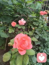 宇凡从今天开始戒烟限酒，好好爱自己的身心，身教重于言传，做好孩子们的榜样！配图