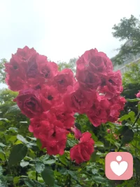 致禅心诗书吾姐！
 亲爱的姐姐：
晨起莽撞失言，当着三个外甥面前轻率质疑您以诗词启蒙的育人初心，出言唐突，惹您潸然落泪。望见您眼底泪光的一瞬，我心如芒刺针扎，愧疚萦绕心底。此刻孤身伫立绵绵冷雨之中，任凭烟雨涤荡满身浮躁与偏执，静心自省过错，诚心向您致歉。
自幼浸读风雅诗书是您半生所爱，一身温润儒风，沿用自幼习得的诗文教养培育三子，以书香涵养童心、润泽品性，本是发自本心的慈爱选择。我潜心研学道家哲理，信奉太极阴阳平衡之道，左脑司职记忆积淀、右脑擅长独立思辨，二者恰似阴阳相辅相成，偏重其一便有碍孩子身心圆满成长。您秉儒以诗书立身启蒙，我循道求身心均衡发展，儒道本同源、教养无对错，只是你我站位视角各不相同，是我固执己见、口无遮拦，失了身为弟弟恭顺谦和的本分。
 往日您屡次恳切叮嘱我戒除烟瘾，曾同我说：若是身为舅舅的我成功戒烟，便是送给三个外甥最贵重的礼物。姐夫没能完成的自律之事，倘若我咬牙坚持做到，既能成为孩子们的榜样，您也定会由衷为我骄傲。除却姐姐的叮嘱，我自家一双儿女，您的侄子、侄女，也日日盼着父亲远离香烟。算上您家三名孩童，五个孩子皆是晚辈期许，是阖家心头牵挂的希望。
 从前我醉心洒脱道风，惯于左手执烟、右手拎酒，时常提着酒瓶驻足您楼下取景赏花，常年烟酒相伴、随性肆意闯荡尘世。看似自在旷达，实则伤身耗神，既辜负一双儿女的期盼，也辜负身边亲友、一众亲人长久以来的挂念与厚爱。此刻淋雨自省，烟瘾数次翻涌难熬，可您晨起的泪水、五个孩子澄澈的目光、所有惦念我的亲友的期许，时刻警醒我。我在此郑重立誓，下定决心彻底戒除烟酒陋习，一改往日放浪随性的旧态，调养身心、安稳度日。以持之以恒的自律，弥补今早出言伤您的愧疚，用实际行动回馈所有深爱、期盼我的家人与挚友，为五个晚辈立起正向标杆。
 您潜心佛法、修习林巨先生育人思想，心性通透慈悲，如水中禅意、镜里月华，深谙儒道兼容、万事圆融的道理。诗文积淀为阴，灵动思索为阳，阴阳和合才是孩童最优的成长之路，您的诗书启蒙与我追求的均衡培育，出发点全是满心爱子之情，终究殊途同归。
 细雨洗尘，亦洗心尘。感念姐姐慈悲宽厚，望您宽恕弟弟此番鲁莽过失。惟愿姐姐日日诗书相伴、禅心安稳，如雨中芳芷沐雨盛放，常年笑靥如花，平安喜乐，万事顺遂。
 敬爱您的弟弟！
津门雨天谨书！配图