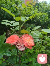 致禅心诗书吾姐！
 亲爱的姐姐：
晨起莽撞失言，当着三个外甥面前轻率质疑您以诗词启蒙的育人初心，出言唐突，惹您潸然落泪。望见您眼底泪光的一瞬，我心如芒刺针扎，愧疚萦绕心底。此刻孤身伫立绵绵冷雨之中，任凭烟雨涤荡满身浮躁与偏执，静心自省过错，诚心向您致歉。
自幼浸读风雅诗书是您半生所爱，一身温润儒风，沿用自幼习得的诗文教养培育三子，以书香涵养童心、润泽品性，本是发自本心的慈爱选择。我潜心研学道家哲理，信奉太极阴阳平衡之道，左脑司职记忆积淀、右脑擅长独立思辨，二者恰似阴阳相辅相成，偏重其一便有碍孩子身心圆满成长。您秉儒以诗书立身启蒙，我循道求身心均衡发展，儒道本同源、教养无对错，只是你我站位视角各不相同，是我固执己见、口无遮拦，失了身为弟弟恭顺谦和的本分。
 往日您屡次恳切叮嘱我戒除烟瘾，曾同我说：若是身为舅舅的我成功戒烟，便是送给三个外甥最贵重的礼物。姐夫没能完成的自律之事，倘若我咬牙坚持做到，既能成为孩子们的榜样，您也定会由衷为我骄傲。除却姐姐的叮嘱，我自家一双儿女，您的侄子、侄女，也日日盼着父亲远离香烟。算上您家三名孩童，五个孩子皆是晚辈期许，是阖家心头牵挂的希望。
 从前我醉心洒脱道风，惯于左手执烟、右手拎酒，时常提着酒瓶驻足您楼下取景赏花，常年烟酒相伴、随性肆意闯荡尘世。看似自在旷达，实则伤身耗神，既辜负一双儿女的期盼，也辜负身边亲友、一众亲人长久以来的挂念与厚爱。此刻淋雨自省，烟瘾数次翻涌难熬，可您晨起的泪水、五个孩子澄澈的目光、所有惦念我的亲友的期许，时刻警醒我。我在此郑重立誓，下定决心彻底戒除烟酒陋习，一改往日放浪随性的旧态，调养身心、安稳度日。以持之以恒的自律，弥补今早出言伤您的愧疚，用实际行动回馈所有深爱、期盼我的家人与挚友，为五个晚辈立起正向标杆。
 您潜心佛法、修习林巨先生育人思想，心性通透慈悲，如水中禅意、镜里月华，深谙儒道兼容、万事圆融的道理。诗文积淀为阴，灵动思索为阳，阴阳和合才是孩童最优的成长之路，您的诗书启蒙与我追求的均衡培育，出发点全是满心爱子之情，终究殊途同归。
 细雨洗尘，亦洗心尘。感念姐姐慈悲宽厚，望您宽恕弟弟此番鲁莽过失。惟愿姐姐日日诗书相伴、禅心安稳，如雨中芳芷沐雨盛放，常年笑靥如花，平安喜乐，万事顺遂。
 敬爱您的弟弟！
津门雨天谨书！配图