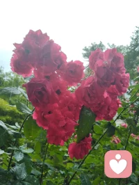 致禅心诗书吾姐！
 亲爱的姐姐：
晨起莽撞失言，当着三个外甥面前轻率质疑您以诗词启蒙的育人初心，出言唐突，惹您潸然落泪。望见您眼底泪光的一瞬，我心如芒刺针扎，愧疚萦绕心底。此刻孤身伫立绵绵冷雨之中，任凭烟雨涤荡满身浮躁与偏执，静心自省过错，诚心向您致歉。
自幼浸读风雅诗书是您半生所爱，一身温润儒风，沿用自幼习得的诗文教养培育三子，以书香涵养童心、润泽品性，本是发自本心的慈爱选择。我潜心研学道家哲理，信奉太极阴阳平衡之道，左脑司职记忆积淀、右脑擅长独立思辨，二者恰似阴阳相辅相成，偏重其一便有碍孩子身心圆满成长。您秉儒以诗书立身启蒙，我循道求身心均衡发展，儒道本同源、教养无对错，只是你我站位视角各不相同，是我固执己见、口无遮拦，失了身为弟弟恭顺谦和的本分。
 往日您屡次恳切叮嘱我戒除烟瘾，曾同我说：若是身为舅舅的我成功戒烟，便是送给三个外甥最贵重的礼物。姐夫没能完成的自律之事，倘若我咬牙坚持做到，既能成为孩子们的榜样，您也定会由衷为我骄傲。除却姐姐的叮嘱，我自家一双儿女，您的侄子、侄女，也日日盼着父亲远离香烟。算上您家三名孩童，五个孩子皆是晚辈期许，是阖家心头牵挂的希望。
 从前我醉心洒脱道风，惯于左手执烟、右手拎酒，时常提着酒瓶驻足您楼下取景赏花，常年烟酒相伴、随性肆意闯荡尘世。看似自在旷达，实则伤身耗神，既辜负一双儿女的期盼，也辜负身边亲友、一众亲人长久以来的挂念与厚爱。此刻淋雨自省，烟瘾数次翻涌难熬，可您晨起的泪水、五个孩子澄澈的目光、所有惦念我的亲友的期许，时刻警醒我。我在此郑重立誓，下定决心彻底戒除烟酒陋习，一改往日放浪随性的旧态，调养身心、安稳度日。以持之以恒的自律，弥补今早出言伤您的愧疚，用实际行动回馈所有深爱、期盼我的家人与挚友，为五个晚辈立起正向标杆。
 您潜心佛法、修习林巨先生育人思想，心性通透慈悲，如水中禅意、镜里月华，深谙儒道兼容、万事圆融的道理。诗文积淀为阴，灵动思索为阳，阴阳和合才是孩童最优的成长之路，您的诗书启蒙与我追求的均衡培育，出发点全是满心爱子之情，终究殊途同归。
 细雨洗尘，亦洗心尘。感念姐姐慈悲宽厚，望您宽恕弟弟此番鲁莽过失。惟愿姐姐日日诗书相伴、禅心安稳，如雨中芳芷沐雨盛放，常年笑靥如花，平安喜乐，万事顺遂。
 敬爱您的弟弟！
津门雨天谨书！配图