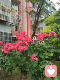 致禅心诗书吾姐！
 亲爱的姐姐：
晨起莽撞失言，当着三个外甥面前轻率质疑您以诗词启蒙的育人初心，出言唐突，惹您潸然落泪。望见您眼底泪光的一瞬，我心如芒刺针扎，愧疚萦绕心底。此刻孤身伫立绵绵冷雨之中，任凭烟雨涤荡满身浮躁与偏执，静心自省过错，诚心向您致歉。
自幼浸读风雅诗书是您半生所爱，一身温润儒风，沿用自幼习得的诗文教养培育三子，以书香涵养童心、润泽品性，本是发自本心的慈爱选择。我潜心研学道家哲理，信奉太极阴阳平衡之道，左脑司职记忆积淀、右脑擅长独立思辨，二者恰似阴阳相辅相成，偏重其一便有碍孩子身心圆满成长。您秉儒以诗书立身启蒙，我循道求身心均衡发展，儒道本同源、教养无对错，只是你我站位视角各不相同，是我固执己见、口无遮拦，失了身为弟弟恭顺谦和的本分。
 往日您屡次恳切叮嘱我戒除烟瘾，曾同我说：若是身为舅舅的我成功戒烟，便是送给三个外甥最贵重的礼物。姐夫没能完成的自律之事，倘若我咬牙坚持做到，既能成为孩子们的榜样，您也定会由衷为我骄傲。除却姐姐的叮嘱，我自家一双儿女，您的侄子、侄女，也日日盼着父亲远离香烟。算上您家三名孩童，五个孩子皆是晚辈期许，是阖家心头牵挂的希望。
 从前我醉心洒脱道风，惯于左手执烟、右手拎酒，时常提着酒瓶驻足您楼下取景赏花，常年烟酒相伴、随性肆意闯荡尘世。看似自在旷达，实则伤身耗神，既辜负一双儿女的期盼，也辜负身边亲友、一众亲人长久以来的挂念与厚爱。此刻淋雨自省，烟瘾数次翻涌难熬，可您晨起的泪水、五个孩子澄澈的目光、所有惦念我的亲友的期许，时刻警醒我。我在此郑重立誓，下定决心彻底戒除烟酒陋习，一改往日放浪随性的旧态，调养身心、安稳度日。以持之以恒的自律，弥补今早出言伤您的愧疚，用实际行动回馈所有深爱、期盼我的家人与挚友，为五个晚辈立起正向标杆。
 您潜心佛法、修习林巨先生育人思想，心性通透慈悲，如水中禅意、镜里月华，深谙儒道兼容、万事圆融的道理。诗文积淀为阴，灵动思索为阳，阴阳和合才是孩童最优的成长之路，您的诗书启蒙与我追求的均衡培育，出发点全是满心爱子之情，终究殊途同归。
 细雨洗尘，亦洗心尘。感念姐姐慈悲宽厚，望您宽恕弟弟此番鲁莽过失。惟愿姐姐日日诗书相伴、禅心安稳，如雨中芳芷沐雨盛放，常年笑靥如花，平安喜乐，万事顺遂。
 敬爱您的弟弟！
津门雨天谨书！配图