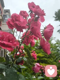 致禅心诗书吾姐！
 亲爱的姐姐：
晨起莽撞失言，当着三个外甥面前轻率质疑您以诗词启蒙的育人初心，出言唐突，惹您潸然落泪。望见您眼底泪光的一瞬，我心如芒刺针扎，愧疚萦绕心底。此刻孤身伫立绵绵冷雨之中，任凭烟雨涤荡满身浮躁与偏执，静心自省过错，诚心向您致歉。
自幼浸读风雅诗书是您半生所爱，一身温润儒风，沿用自幼习得的诗文教养培育三子，以书香涵养童心、润泽品性，本是发自本心的慈爱选择。我潜心研学道家哲理，信奉太极阴阳平衡之道，左脑司职记忆积淀、右脑擅长独立思辨，二者恰似阴阳相辅相成，偏重其一便有碍孩子身心圆满成长。您秉儒以诗书立身启蒙，我循道求身心均衡发展，儒道本同源、教养无对错，只是你我站位视角各不相同，是我固执己见、口无遮拦，失了身为弟弟恭顺谦和的本分。
 往日您屡次恳切叮嘱我戒除烟瘾，曾同我说：若是身为舅舅的我成功戒烟，便是送给三个外甥最贵重的礼物。姐夫没能完成的自律之事，倘若我咬牙坚持做到，既能成为孩子们的榜样，您也定会由衷为我骄傲。除却姐姐的叮嘱，我自家一双儿女，您的侄子、侄女，也日日盼着父亲远离香烟。算上您家三名孩童，五个孩子皆是晚辈期许，是阖家心头牵挂的希望。
 从前我醉心洒脱道风，惯于左手执烟、右手拎酒，时常提着酒瓶驻足您楼下取景赏花，常年烟酒相伴、随性肆意闯荡尘世。看似自在旷达，实则伤身耗神，既辜负一双儿女的期盼，也辜负身边亲友、一众亲人长久以来的挂念与厚爱。此刻淋雨自省，烟瘾数次翻涌难熬，可您晨起的泪水、五个孩子澄澈的目光、所有惦念我的亲友的期许，时刻警醒我。我在此郑重立誓，下定决心彻底戒除烟酒陋习，一改往日放浪随性的旧态，调养身心、安稳度日。以持之以恒的自律，弥补今早出言伤您的愧疚，用实际行动回馈所有深爱、期盼我的家人与挚友，为五个晚辈立起正向标杆。
 您潜心佛法、修习林巨先生育人思想，心性通透慈悲，如水中禅意、镜里月华，深谙儒道兼容、万事圆融的道理。诗文积淀为阴，灵动思索为阳，阴阳和合才是孩童最优的成长之路，您的诗书启蒙与我追求的均衡培育，出发点全是满心爱子之情，终究殊途同归。
 细雨洗尘，亦洗心尘。感念姐姐慈悲宽厚，望您宽恕弟弟此番鲁莽过失。惟愿姐姐日日诗书相伴、禅心安稳，如雨中芳芷沐雨盛放，常年笑靥如花，平安喜乐，万事顺遂。
 敬爱您的弟弟！
津门雨天谨书！配图