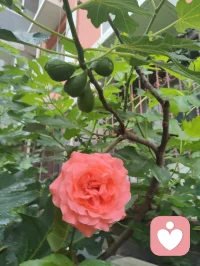 宇凡晨起愚钝，执念辩理，言语莽撞伤了姐姐禅心，让敬爱之人含泪，是我今日最大过错。
姐姐秉儒韵诗书育人，温润慈悲、如水中禅、镜中月；我循道家阴阳平衡，执念左右脑圆融成长。儒道本无争，只是我执太重、口不择言。
常年烟酒随性、肆意江湖，看似洒脱，实则耗身、负人。
今立雨中立誓：
戒烟火、敛轻狂、修身心。
为姐姐三子、为我一双儿女，五个孩子立榜样；
补姐夫未完成的自律，不负亲人期盼、不负世人相待。
雨洗尘心，知错即改。
愿我姐诗书常伴，眉眼温柔，岁岁安然、日日盛放🌿配图