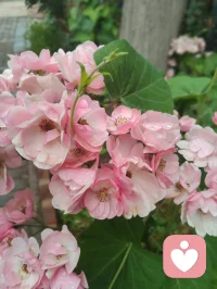 宇凡晨起愚钝，执念辩理，言语莽撞伤了姐姐禅心，让敬爱之人含泪，是我今日最大过错。
姐姐秉儒韵诗书育人，温润慈悲、如水中禅、镜中月；我循道家阴阳平衡，执念左右脑圆融成长。儒道本无争，只是我执太重、口不择言。
常年烟酒随性、肆意江湖，看似洒脱，实则耗身、负人。
今立雨中立誓：
戒烟火、敛轻狂、修身心。
为姐姐三子、为我一双儿女，五个孩子立榜样；
补姐夫未完成的自律，不负亲人期盼、不负世人相待。
雨洗尘心，知错即改。
愿我姐诗书常伴，眉眼温柔，岁岁安然、日日盛放🌿配图