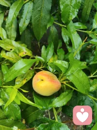 宇凡晨起愚钝，执念辩理，言语莽撞伤了姐姐禅心，让敬爱之人含泪，是我今日最大过错。
姐姐秉儒韵诗书育人，温润慈悲、如水中禅、镜中月；我循道家阴阳平衡，执念左右脑圆融成长。儒道本无争，只是我执太重、口不择言。
常年烟酒随性、肆意江湖，看似洒脱，实则耗身、负人。
今立雨中立誓：
戒烟火、敛轻狂、修身心。
为姐姐三子、为我一双儿女，五个孩子立榜样；
补姐夫未完成的自律，不负亲人期盼、不负世人相待。
雨洗尘心，知错即改。
愿我姐诗书常伴，眉眼温柔，岁岁安然、日日盛放🌿配图