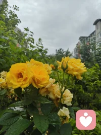 宇凡晨起愚钝，执念辩理，言语莽撞伤了姐姐禅心，让敬爱之人含泪，是我今日最大过错。
姐姐秉儒韵诗书育人，温润慈悲、如水中禅、镜中月；我循道家阴阳平衡，执念左右脑圆融成长。儒道本无争，只是我执太重、口不择言。
常年烟酒随性、肆意江湖，看似洒脱，实则耗身、负人。
今立雨中立誓：
戒烟火、敛轻狂、修身心。
为姐姐三子、为我一双儿女，五个孩子立榜样；
补姐夫未完成的自律，不负亲人期盼、不负世人相待。
雨洗尘心，知错即改。
愿我姐诗书常伴，眉眼温柔，岁岁安然、日日盛放🌿配图