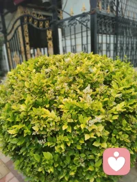 宇凡晨起愚钝，执念辩理，言语莽撞伤了姐姐禅心，让敬爱之人含泪，是我今日最大过错。
姐姐秉儒韵诗书育人，温润慈悲、如水中禅、镜中月；我循道家阴阳平衡，执念左右脑圆融成长。儒道本无争，只是我执太重、口不择言。
常年烟酒随性、肆意江湖，看似洒脱，实则耗身、负人。
今立雨中立誓：
戒烟火、敛轻狂、修身心。
为姐姐三子、为我一双儿女，五个孩子立榜样；
补姐夫未完成的自律，不负亲人期盼、不负世人相待。
雨洗尘心，知错即改。
愿我姐诗书常伴，眉眼温柔，岁岁安然、日日盛放🌿配图